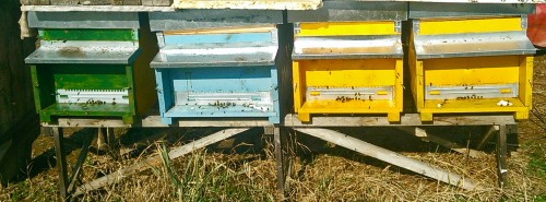 Quattro arnie delle api